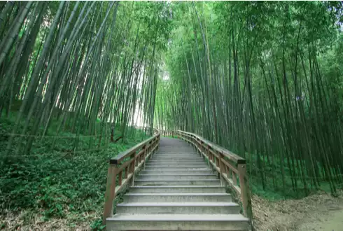 Juknokwon Bamboo Forest