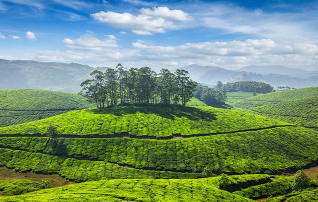 Kerala & The Southern Highlights | India Tour | Wendy Wu Tours